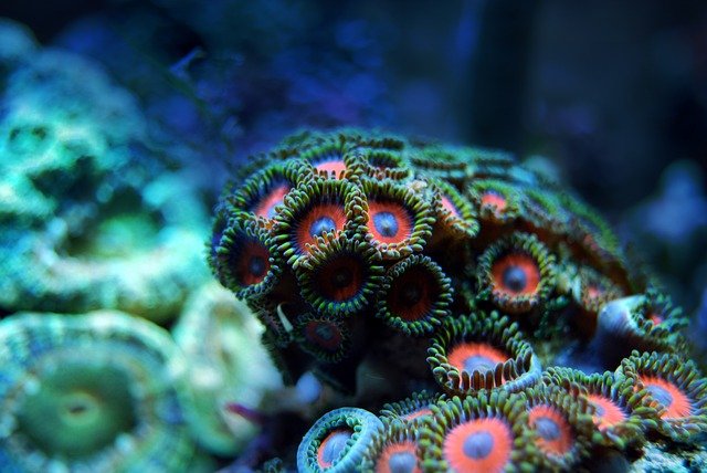 An Introduction For How To Grow Your Own Coral